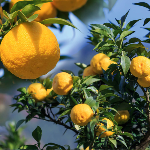Lămâi Yuzu