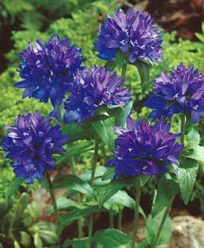 Clopoţei ghem, albaștrii (3 buc)