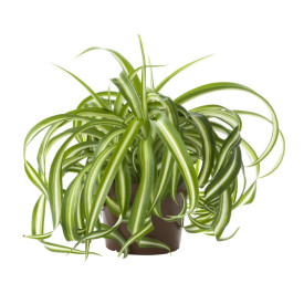 Crin verde (Clorofitum)