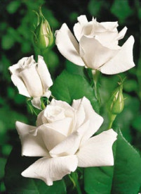 Trandafir teahibrid White Star