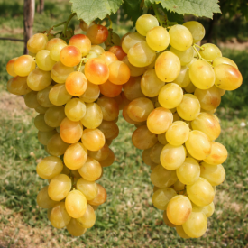 Viță de vie de masă Helikon