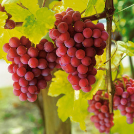 Viţă de vie albastră, nobilă, fără seminţe