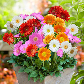 Gerbera mix de culoare (4 buc)