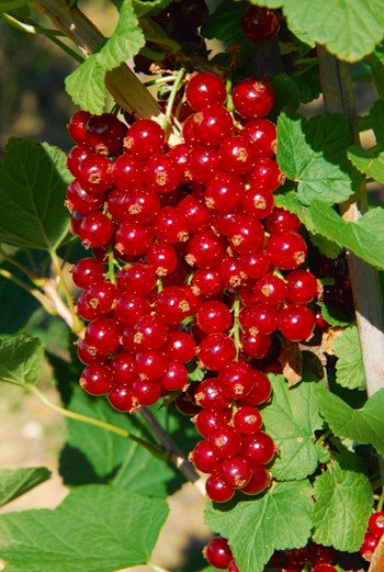 Coacăz Makosta, tufă