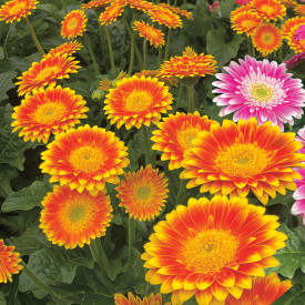 Gerbera Sweet Blaze portocalie-galbenă (3 buc)