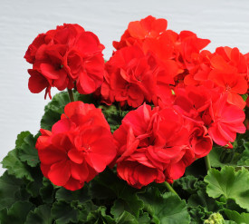 Muşcată erectă Feuerball (3 buc)