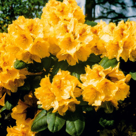 Rhododendron crem-gălbui