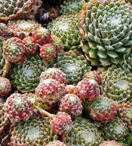 Sempervivum arachnoideum