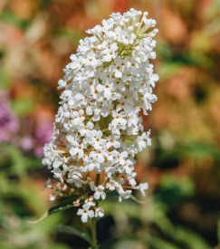 Liliac de vară cu tulpină înaltă, alb