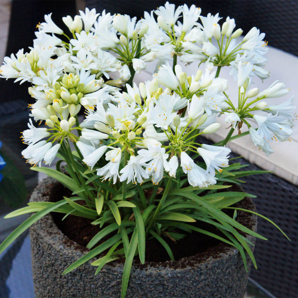 Crin african Double Diamond