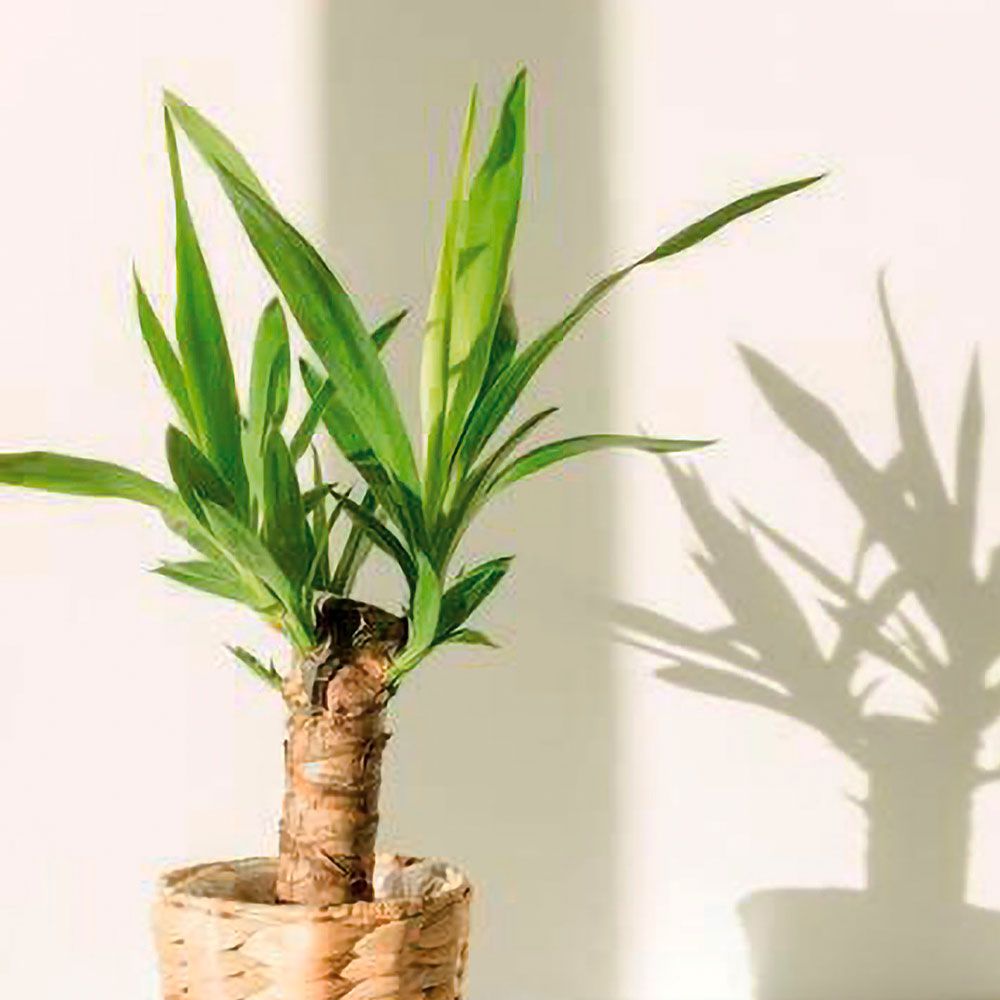Yucca cu tulpină înaltă, de mărime mare | Plante de interior