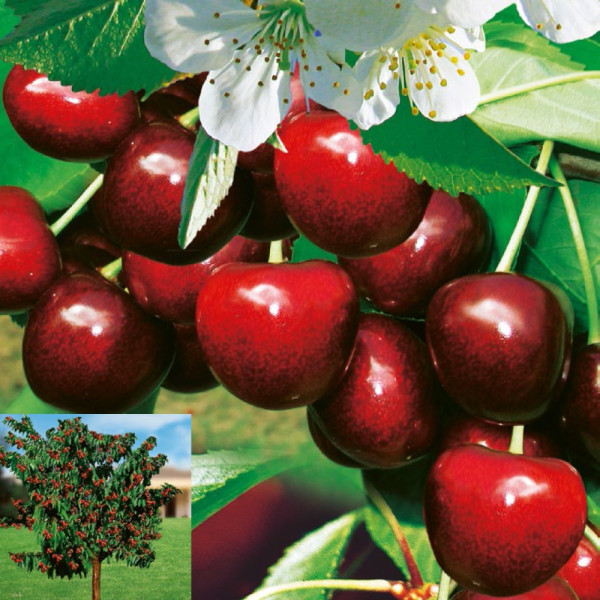 Cireş Carmen