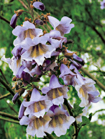 Arborele Prinţesei