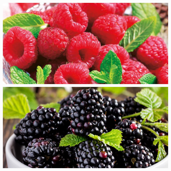 2 buc Zmeur Rubina Royal și 2 buc Mur Black Bromba