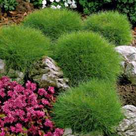 Festuca (3 buc)