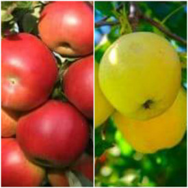 Ofertă măr Idared și Golden