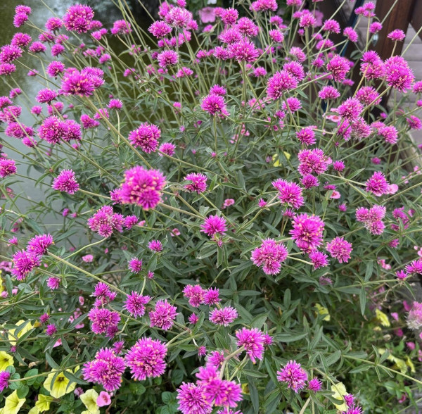 Gomphrena