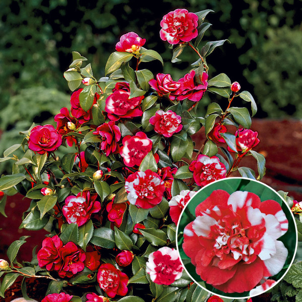 Camelia General Colletti