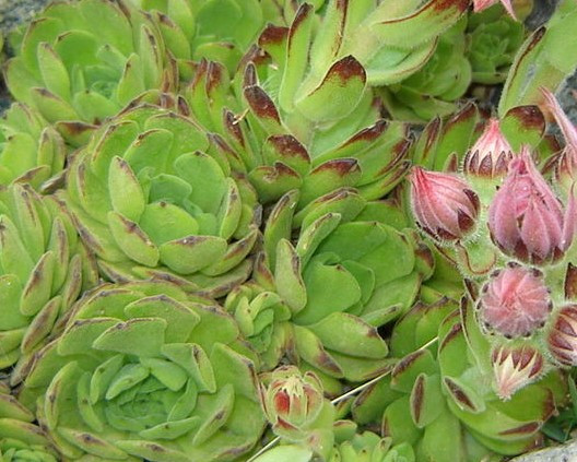 Sempervivum montanum