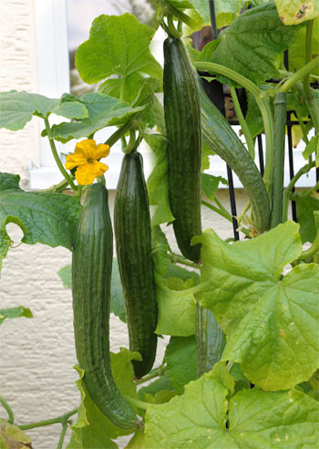 Castraveți lungi Long Star 1