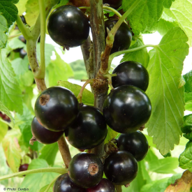 Coacăz negru Noiroma, în ghiveci