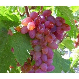 Viță de vie Jupiter