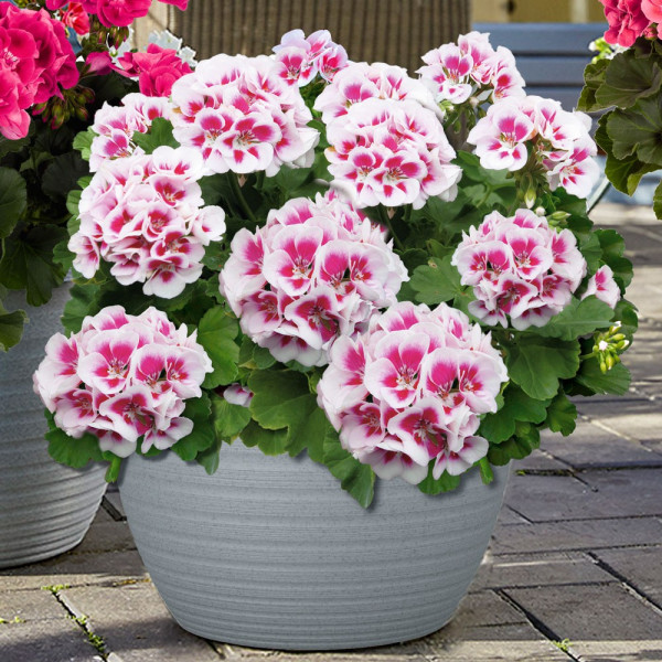 Muscată Americana White Splash (3 buc)