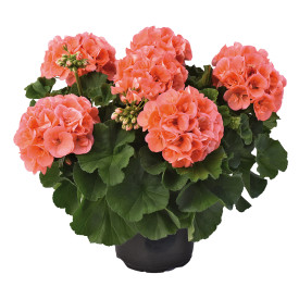 Mușcată Champion Salmon (3 buc)