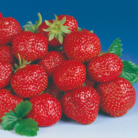 Căpşuni Symphonie (5 buc)