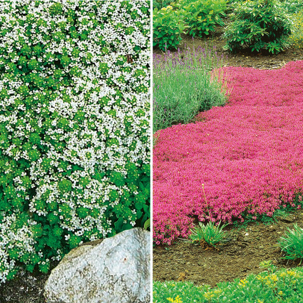 3 Cimbrișor alb și 3 Cimbrișor roz