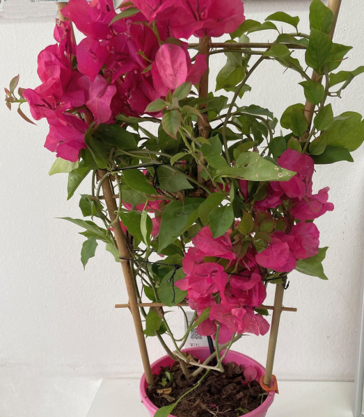 Bouganvillea-multicolor
