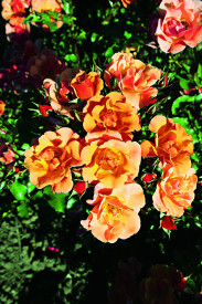 Trandafir acoperitor de sol Cubana