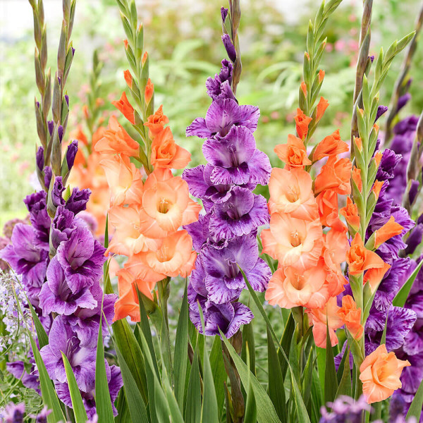 Gladiole Tropical Tango (15 buc)