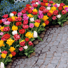 Lalele cu flori involte (15 buc)