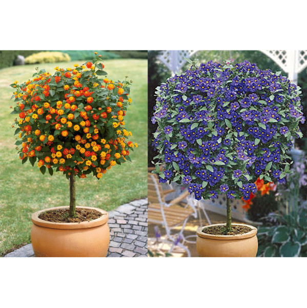 Ofertă Gențiană și Lantana cu tulpină înaltă