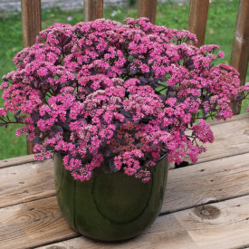 Iarbă grasă Dazzleberry