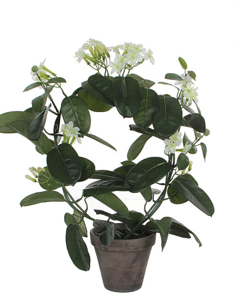 Iasomie de Madagascar