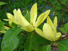 Magnolie Daphne