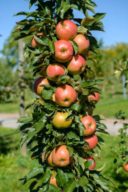 Măr columnar Starcats, în ghiveci