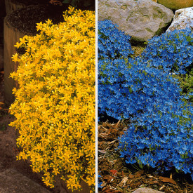 3 clopoţei şi 3 iarbă de şoaldină (6 buc)