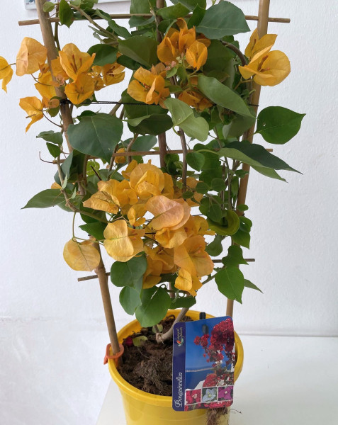 Floare de hârtie