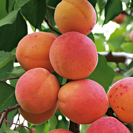 Cais Bergeron
