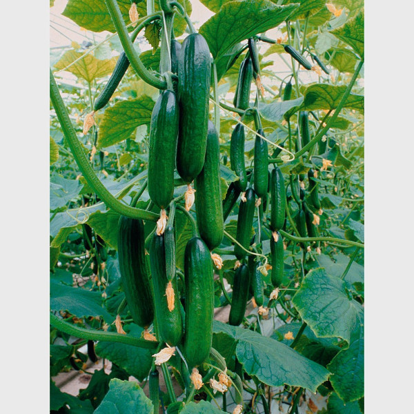 Castravete MiniLongi (2 buc)