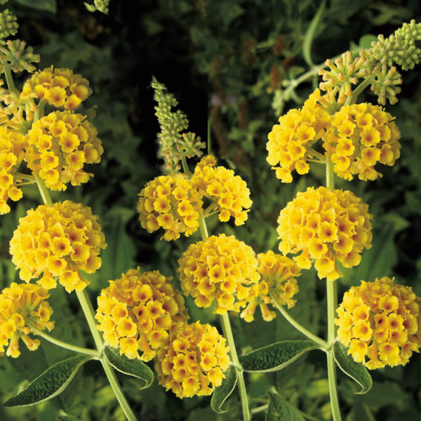 Liliac de vară galben Sungold