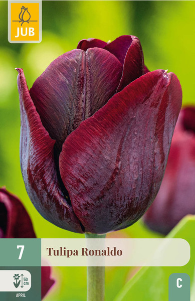 Lalele Ronaldo ( 7 buc)