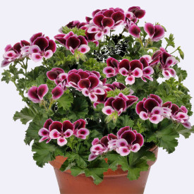 Muşcată parfumată Angels Parfume (3 buc)