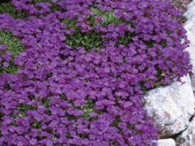 Aubretia Mov