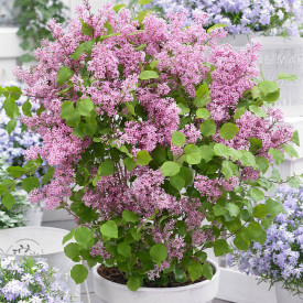 Liliac pitic roz