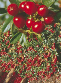 Afin roşu Red Pearl