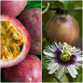 Fructul pasiunii